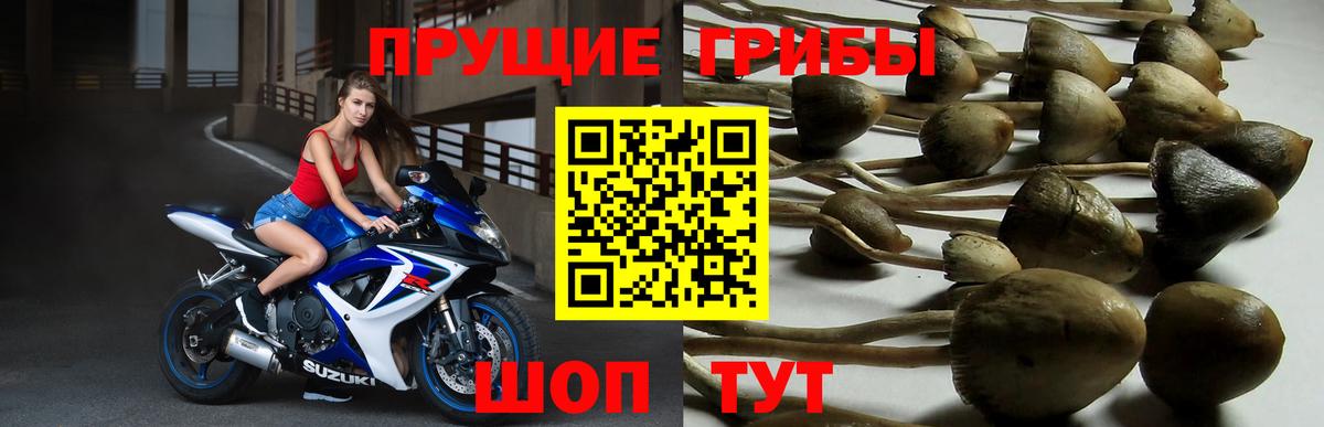 Псилоцибиновые грибы мицелий Тайшет